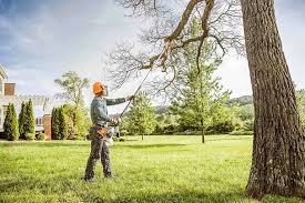 Best Tree Mulching  in La Vergne, TN