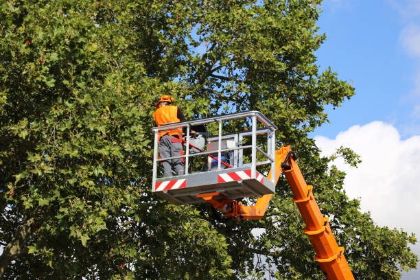 Best Fruit Tree Pruning  in La Vergne, TN