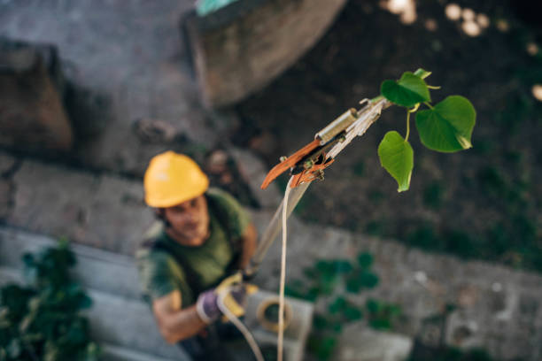  La Vergne, TN Tree Removal Pros