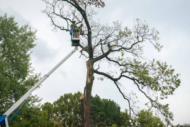 Best Aeration Services  in La Vergne, TN