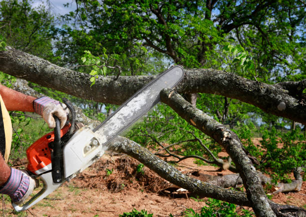 Best Lawn Watering Services  in La Vergne, TN